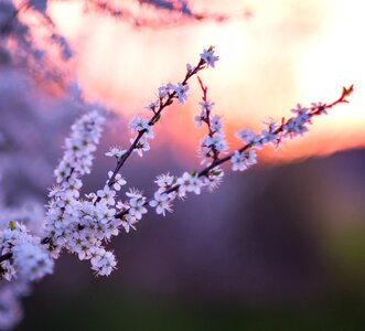 Tree plant spring