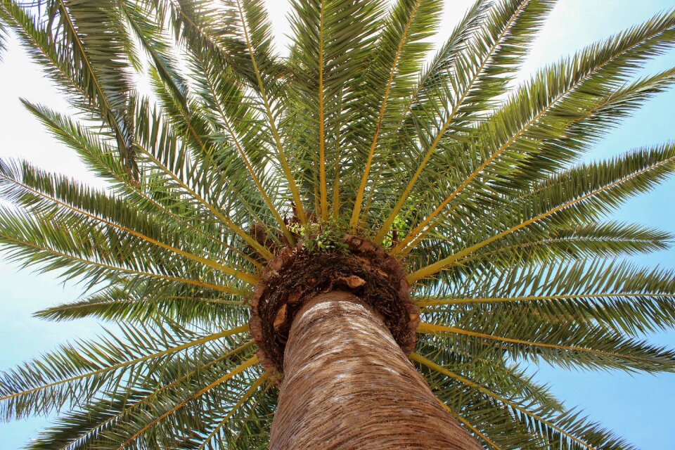 Nature tree tropical