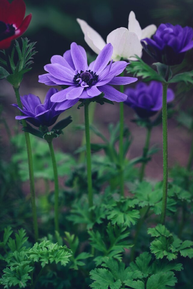 Crown anemone flower blue flower