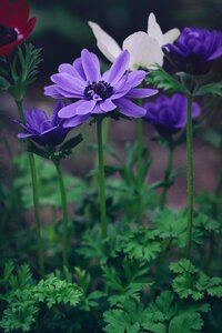 Crown anemone flower blue flower