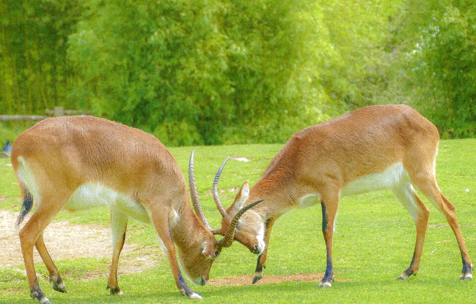 Mammal nature livestock