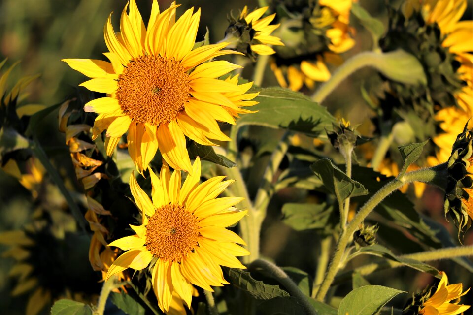 Flowers yellow green