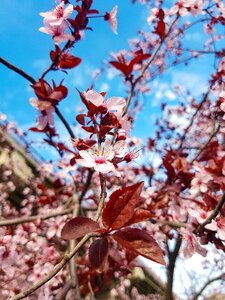 Branch cherry flower photo