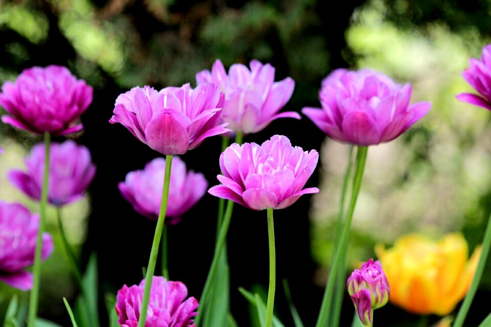 Nature bloom garden