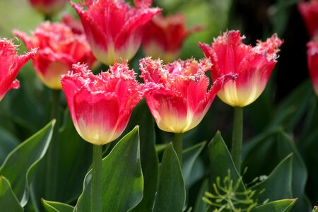 Terry tulips spring beauty photo