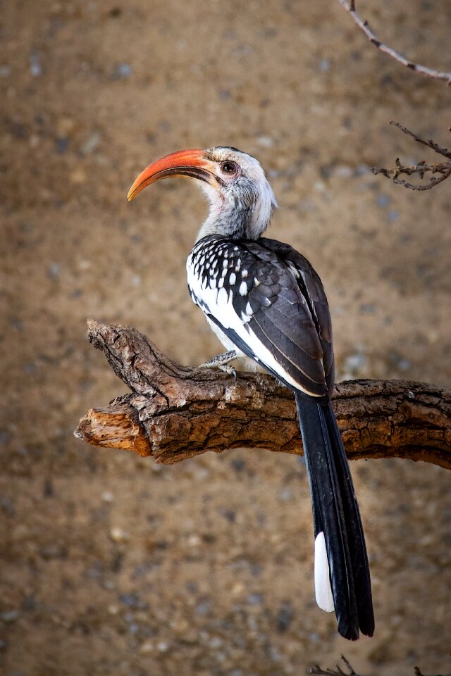 Animal sitting branch