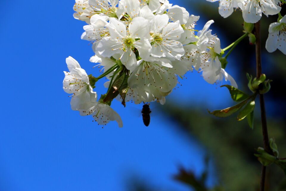 Spring tree insect