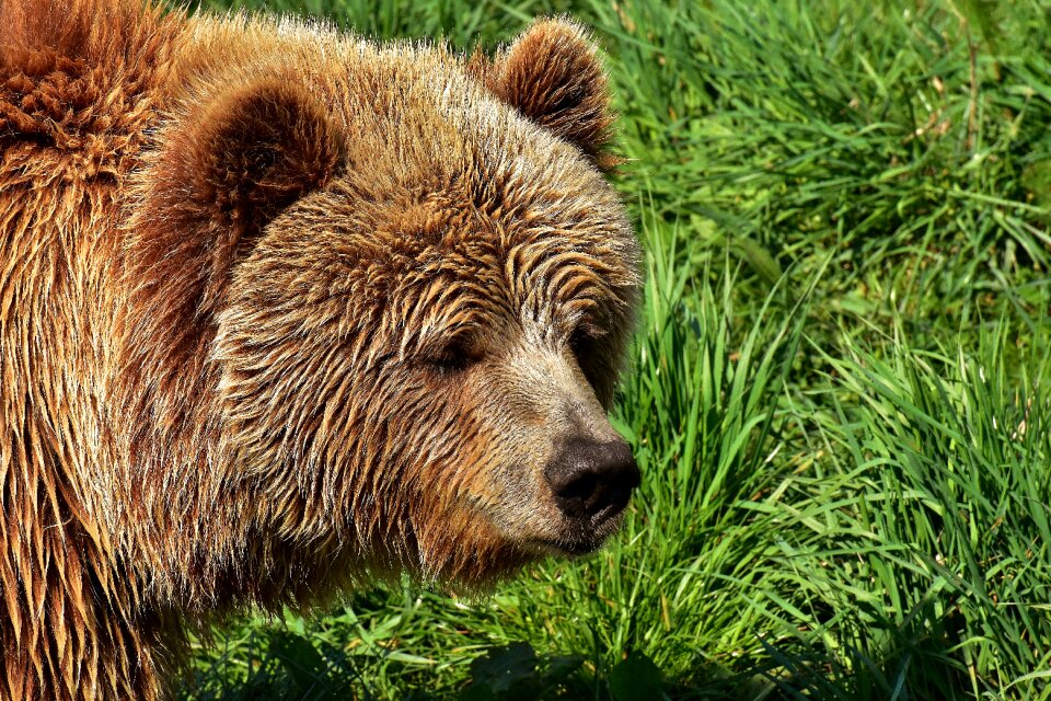 Brown bear nature park wild animal