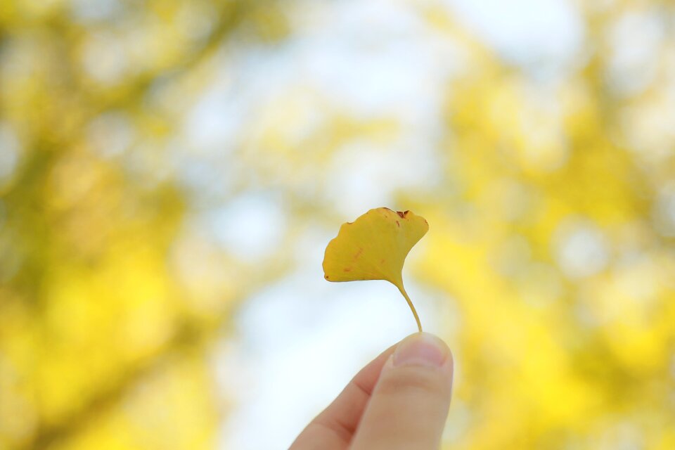 In autumn the leaves autumn leaves