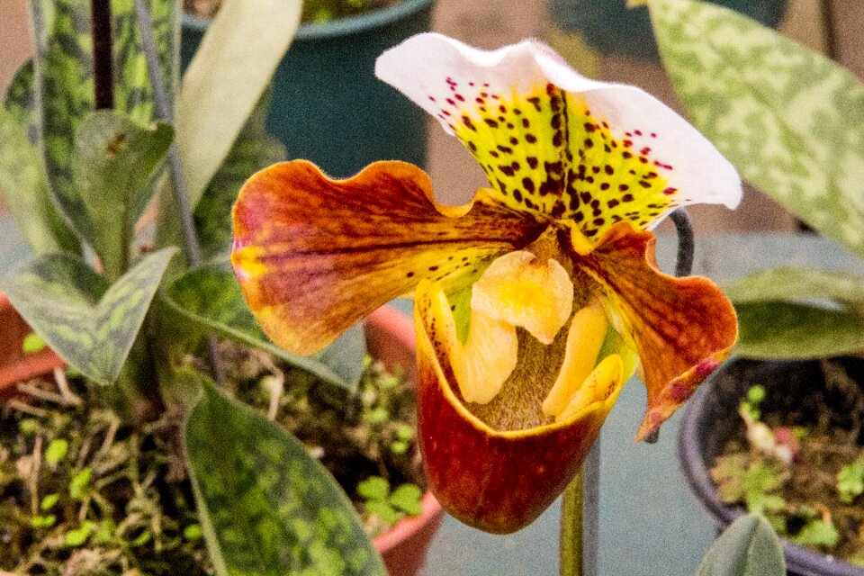 Nature plant flower