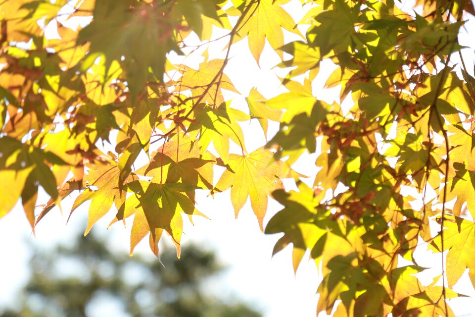 Autumn nature landscape