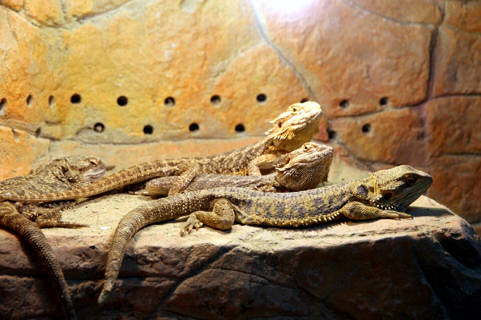 Reptiles creeping things terrarium