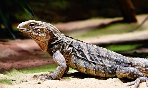 Iguana wildlife fauna