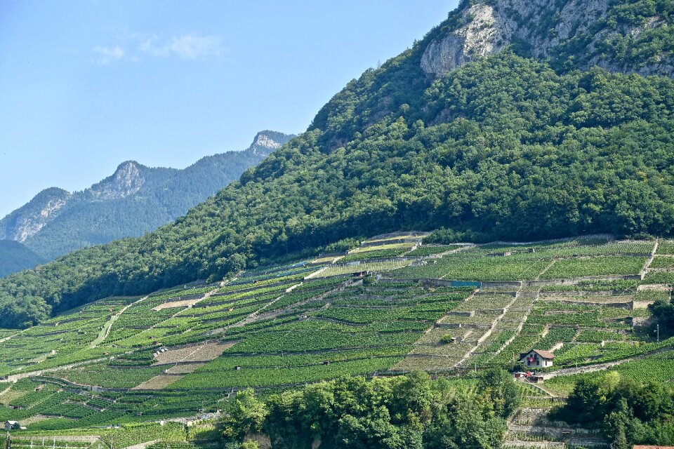 Agriculture harvest viticulture