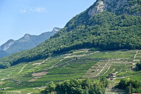 Agriculture harvest viticulture photo