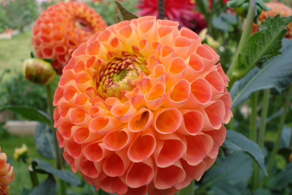 Bloom salmon pompon dahlia