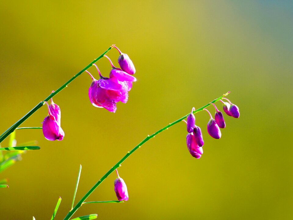 Pink plant spring