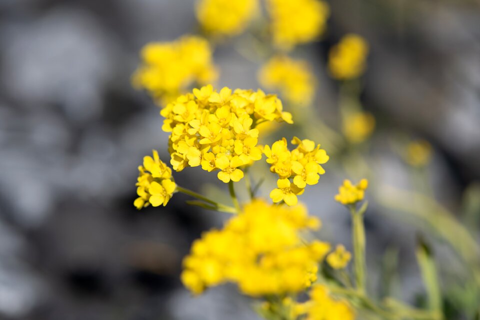 Blossom bloom yellow flowers photo