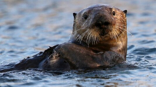 Water marine fur photo