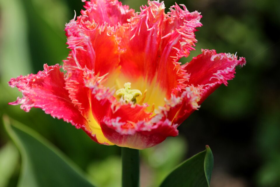 Spring beauty nature