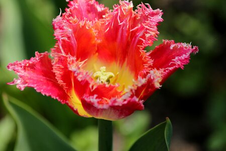 Spring beauty nature