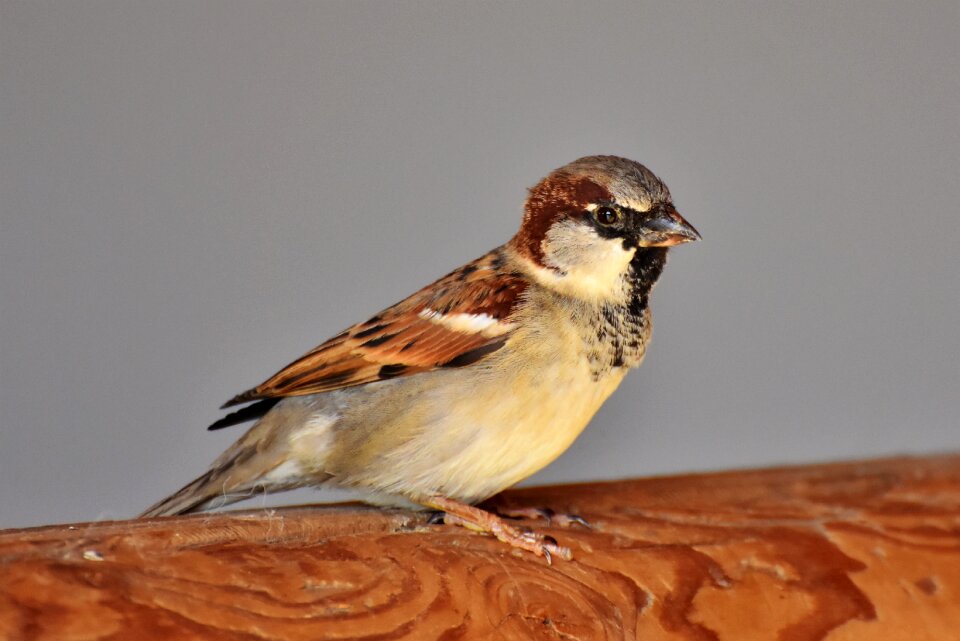 Animal birdie plumage