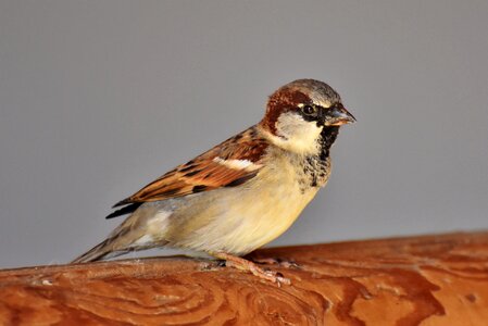 Animal birdie plumage