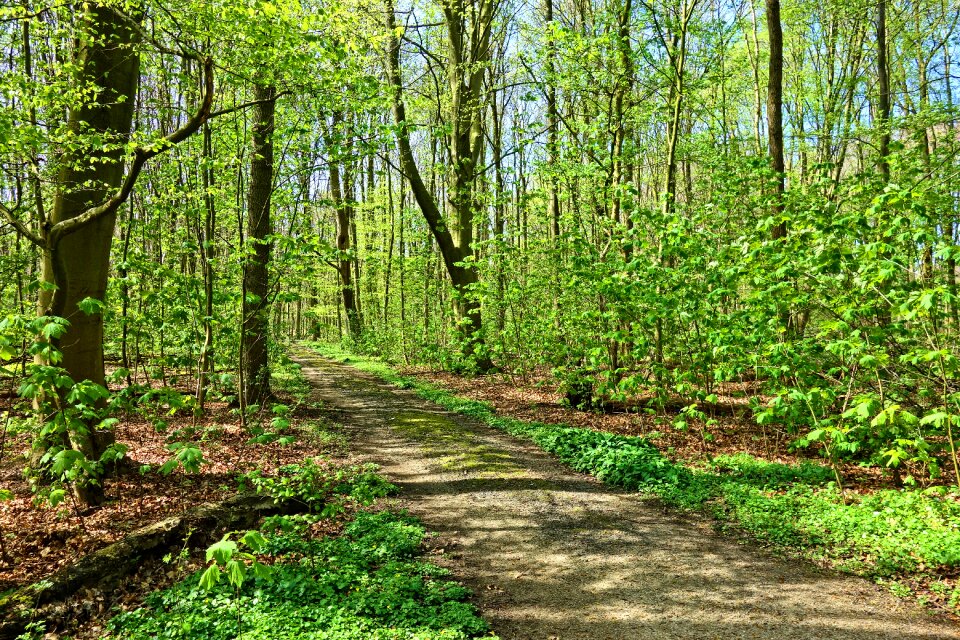 Landscape spring young leaves
