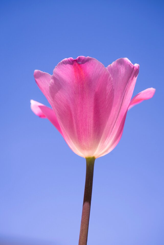 Pink tulips flower pink flower photo