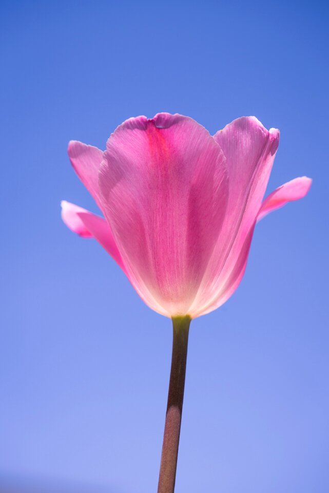 Pink tulips flower pink flower