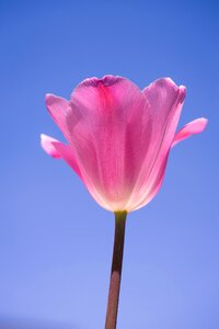 Pink tulips flower pink flower