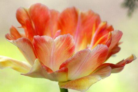 Spring nature pink