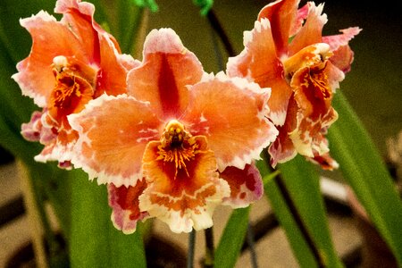 Nature plant flower