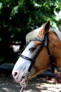 Lips bridle harness photo