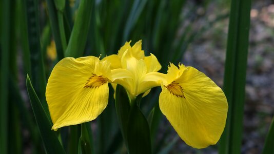 Yellow iris chang cells iris flowers photo