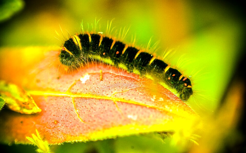 Nature microcosm beetles