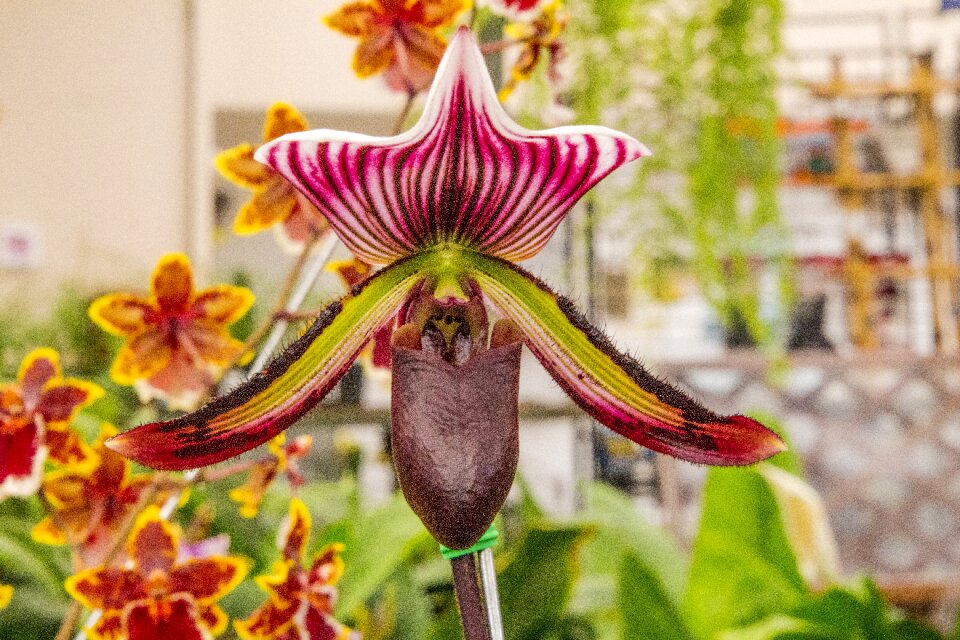 Nature plant flower