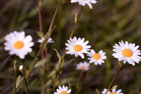 White flowers petals pistil photo