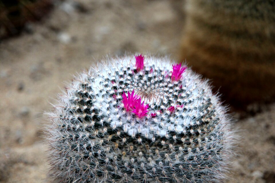 Plant flowers bloom