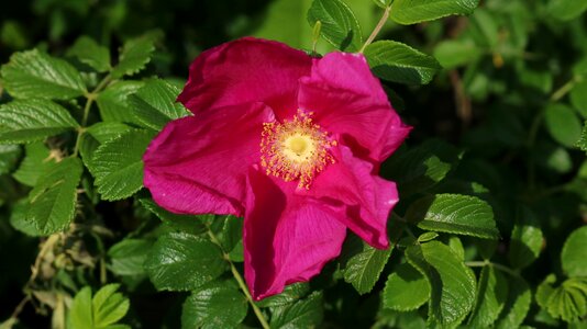 Brambles rose Free photos