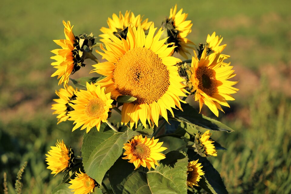 Flowers yellow green
