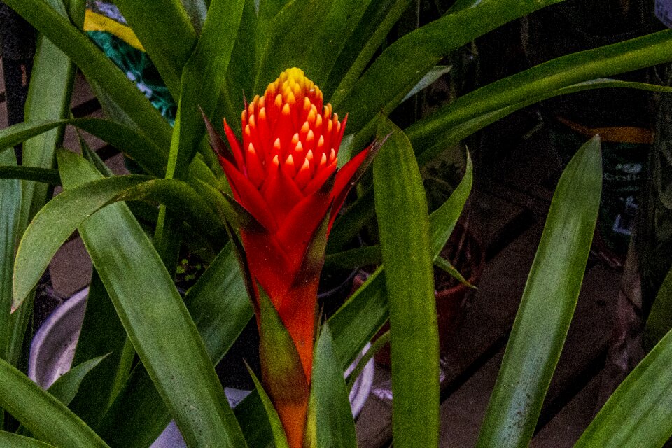 Nature leaf flower