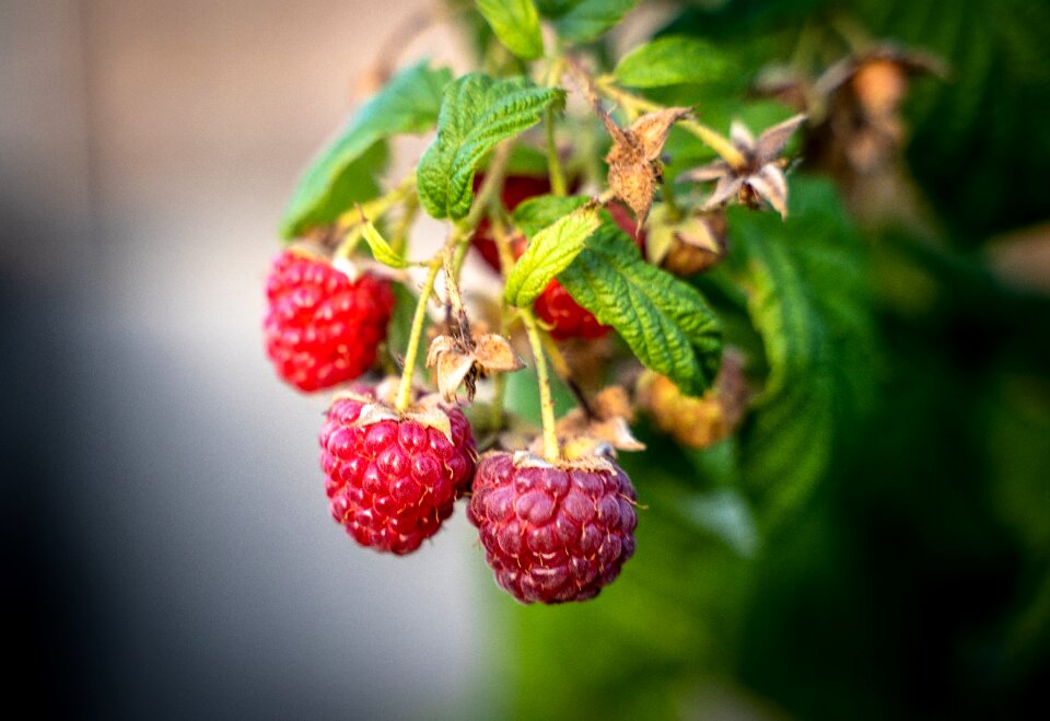 Red ripe garden