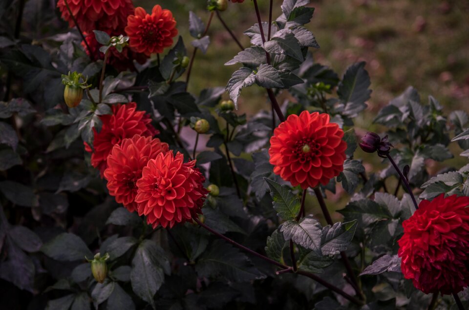 Blossom bloom nature