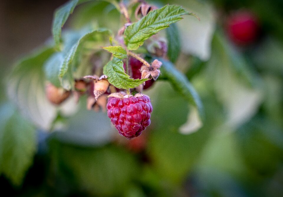 Red ripe garden