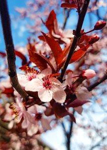 Branch cherry flower