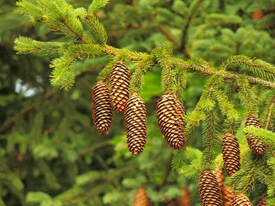 Conifer forest flower