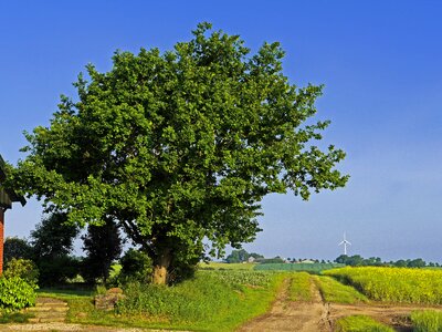 Oak country house lane