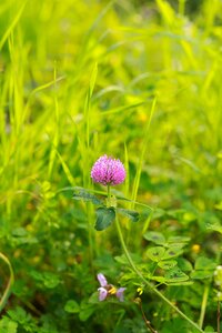 Grass area flower