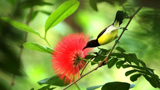 Sunbird purple rumped sunbird kerala